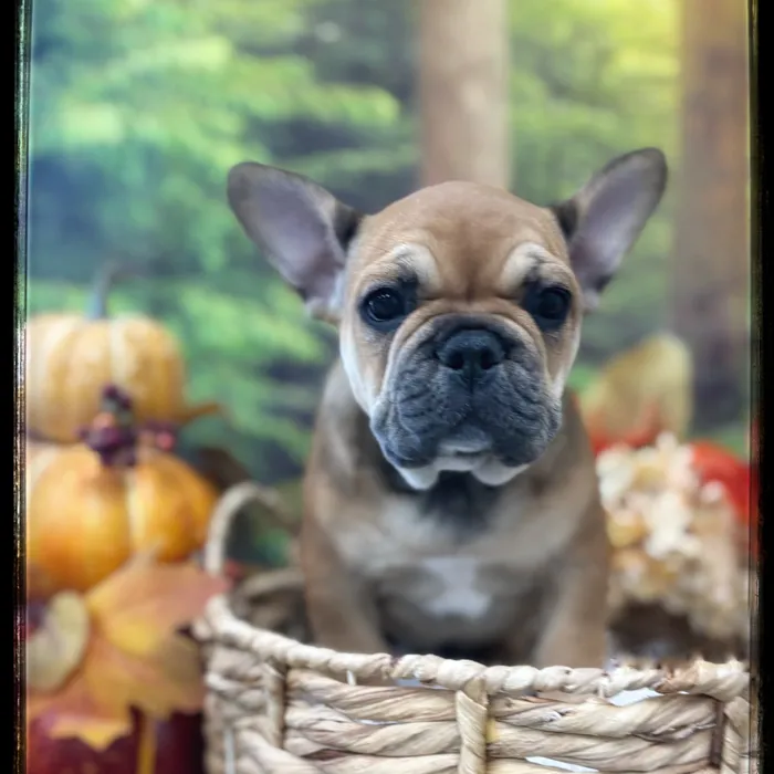 Female French Bulldog puppy named Lola for sale at Idaho Puppy - Meridian.