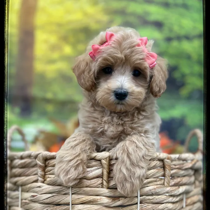 Female Maltipoo puppy named Marnie for sale at Idaho Puppy - Meridian.