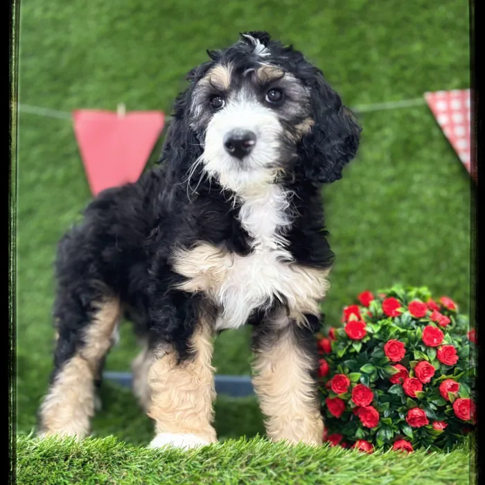 Female Bernedoodle puppy named Catalina for sale at Idaho Puppy - Coeur d'Alene.