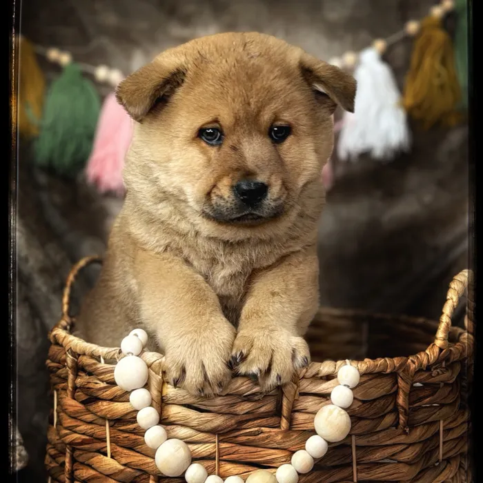 Male Chow Chow-Australian Shepherd puppy named Swiper for sale at Idaho Puppy - Nampa.