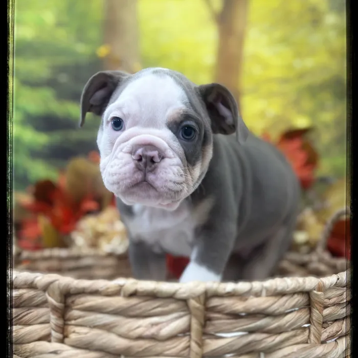 Male Victorian Bulldog puppy named Trick for sale at Idaho Puppy - Twin Falls.