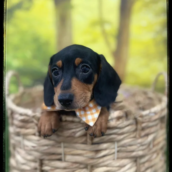Male Dachshund puppy named Rolo for sale at Idaho Puppy - Meridian.