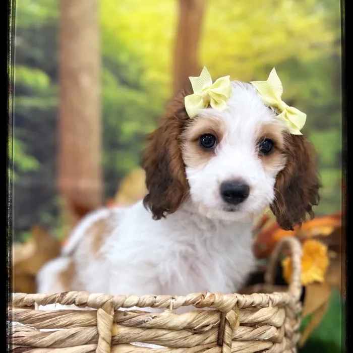 Female Doxie Poo puppy named Tinker for sale at Idaho Puppy - Coeur d'Alene.