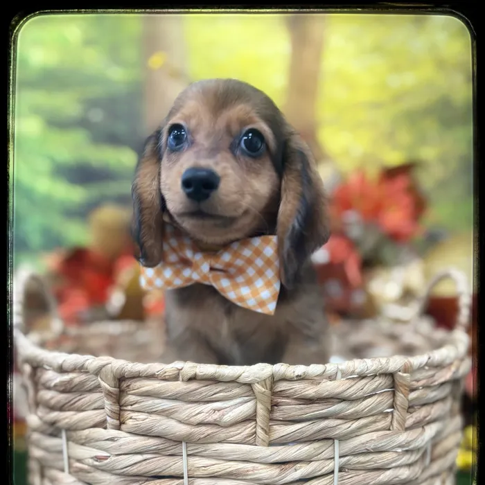 Male Mini Dachshund puppy named Edwin for sale at Idaho Puppy - Nampa.