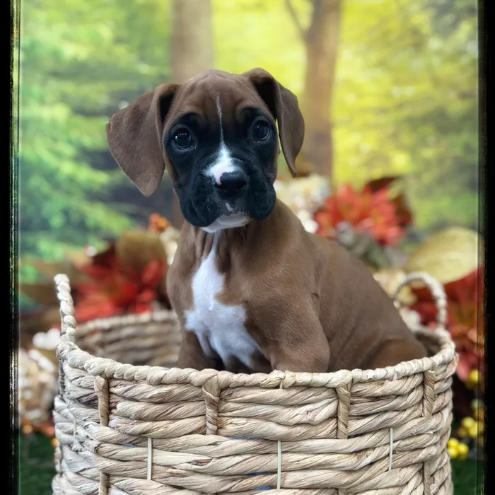 Female Boxer puppy named Elsie for sale at Idaho Puppy - Nampa.