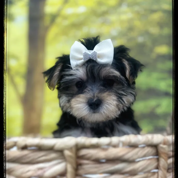 Female Morkie puppy named Tonya for sale at Idaho Puppy - Coeur d'Alene.